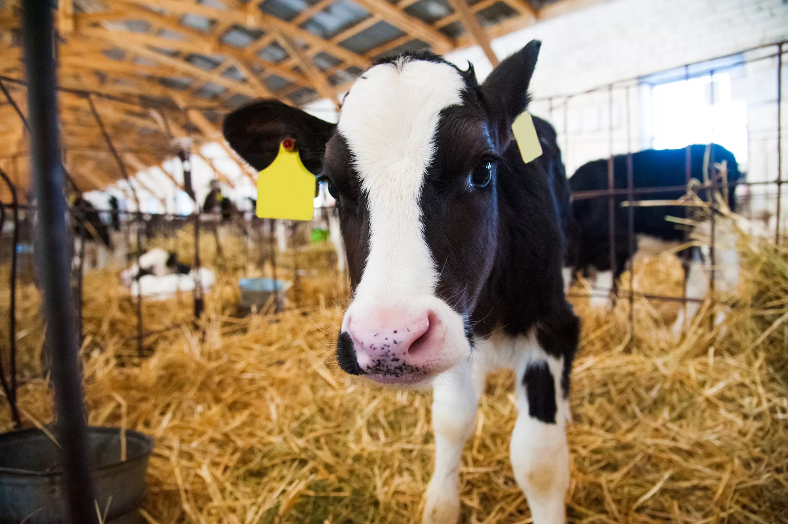 Calf in the cowshed in dairy farm