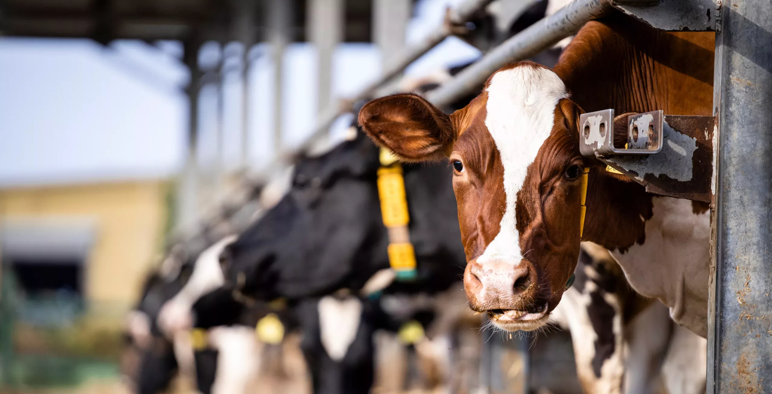 Diary cows in modern free livestock stall.