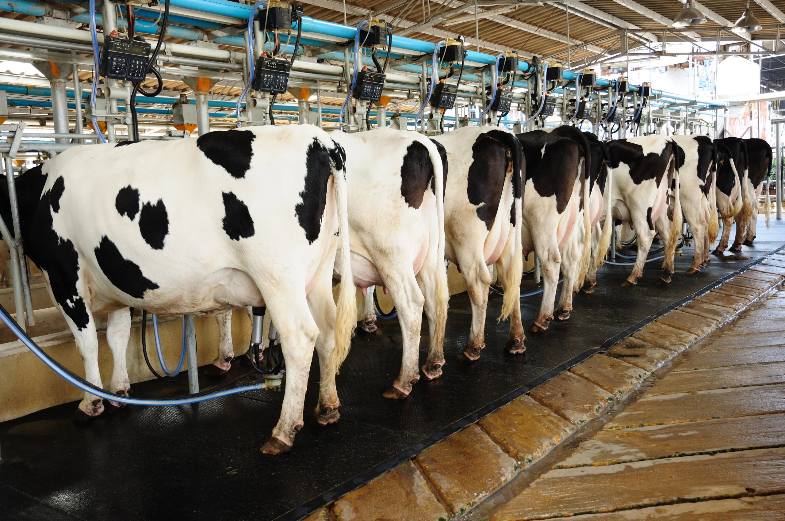 Cow automation farming agricultural_ventilation milking parlor