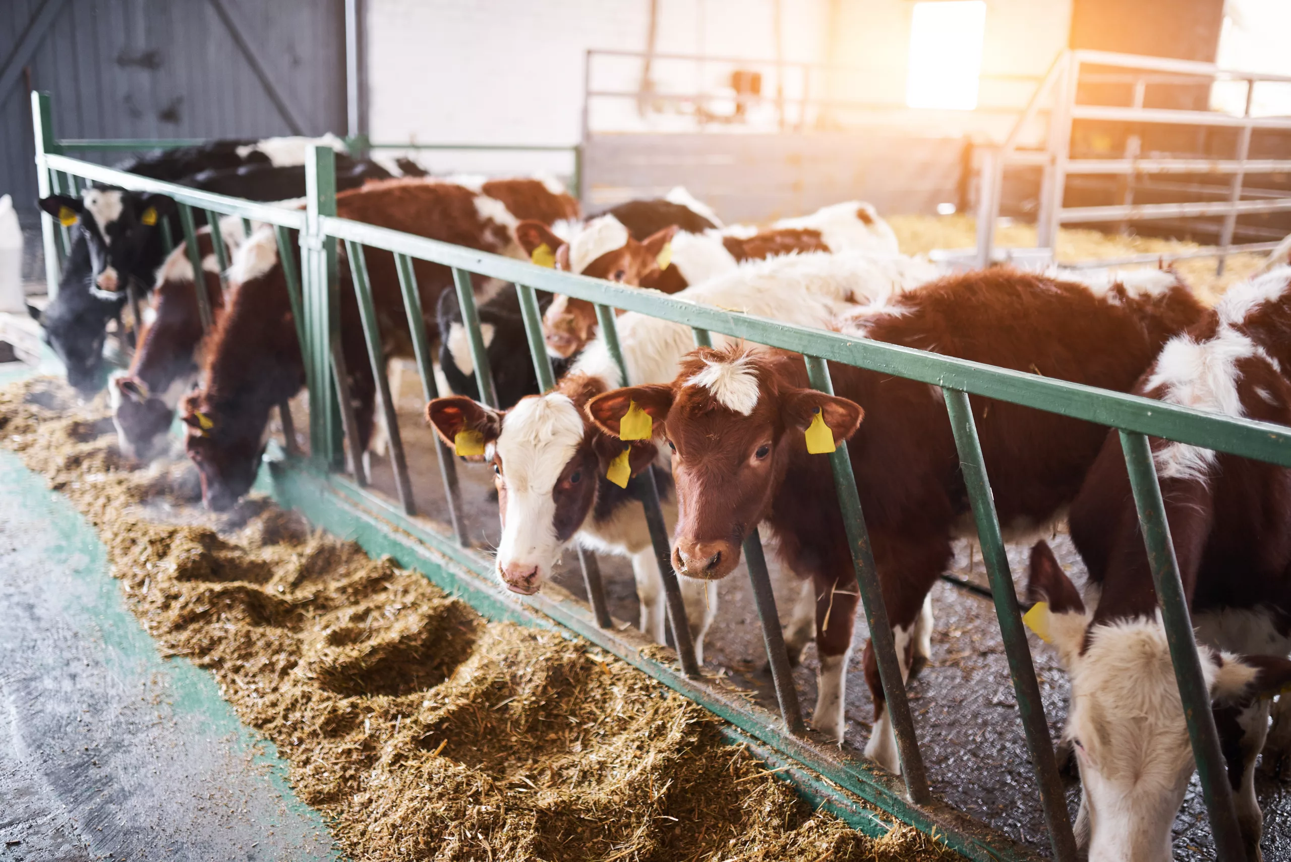 Young calf in a nursery for cows in a dairy farm