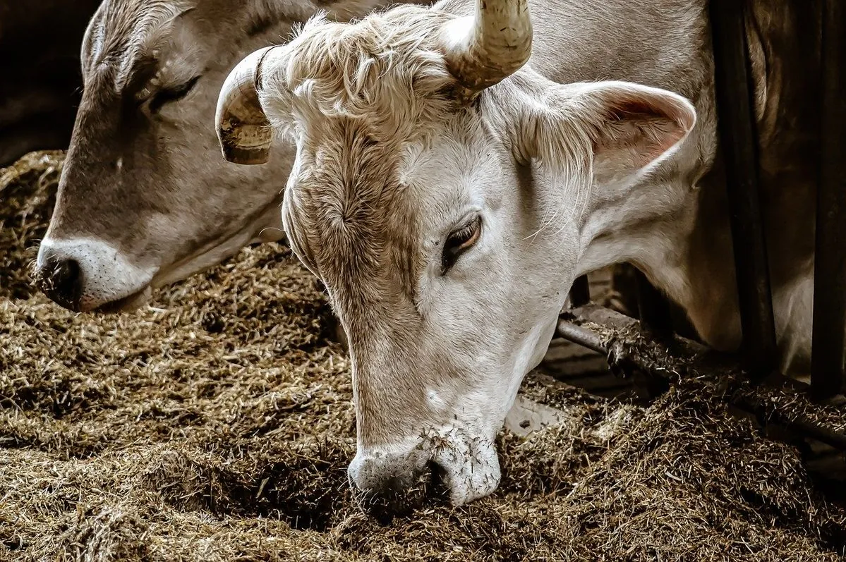 Cows in barn
