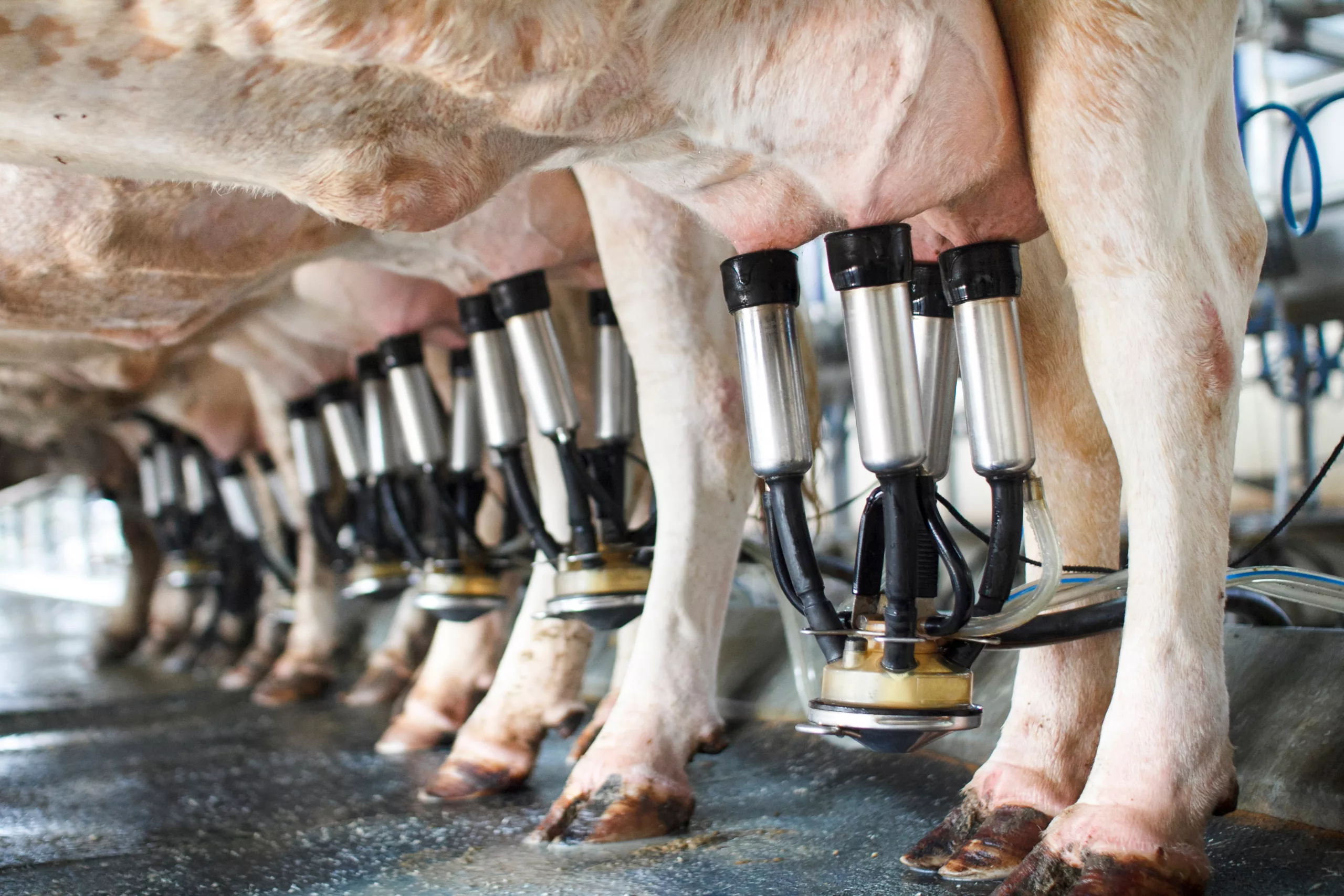 Automatisierter Melkbereich mit Kühen an modernen Melkrobotern